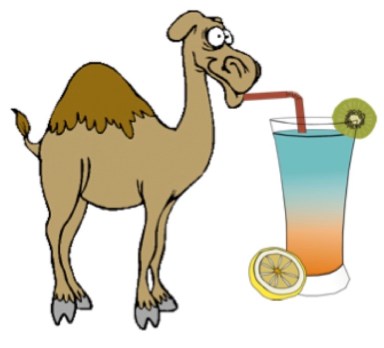 camel
